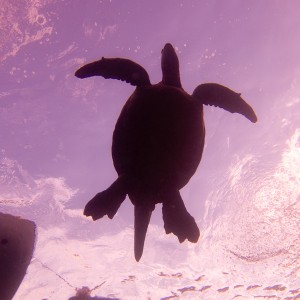Turtle and snorkeler