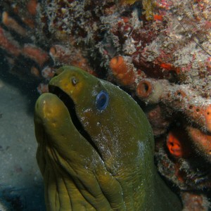 moray while out with jupiter dive center