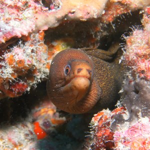 goldentail moray while out with jupiter dive center