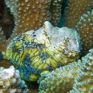 Juvenile Stonefish