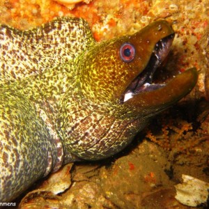 Moray eel, diving in the United Arab Emirates
