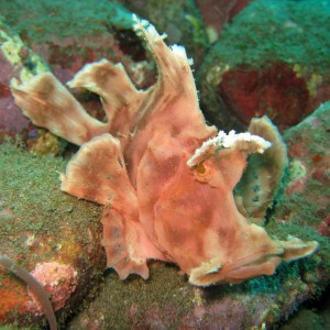 paddleflap scorpionfish