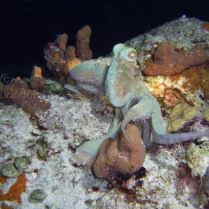Cozumel Octopus