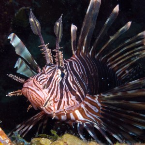 Curacao, Lionfish