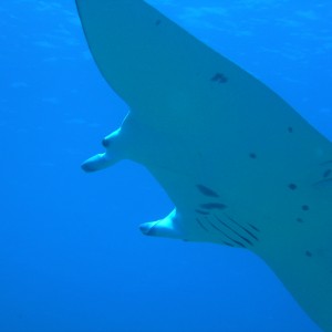 manta ray in manihi lagoon