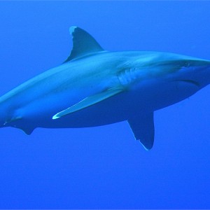 oceanic silver tip shark