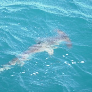 young hammerhead