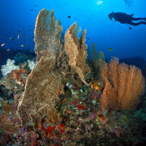 Sipadan reefs
