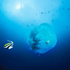 Sipadan jellyfish