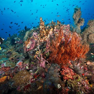 Sipadan coral reefs