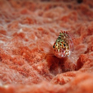Mabul red hawkfish