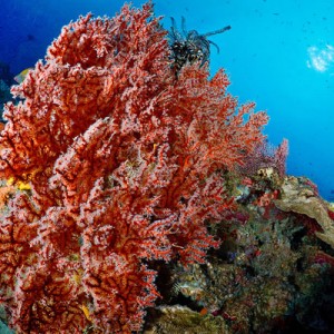 Sipadan corals