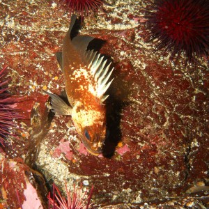 Copper Rock Fish