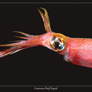 Common Reef Squid