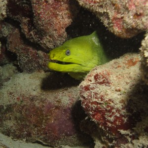 Green Morey Eel - Peeking