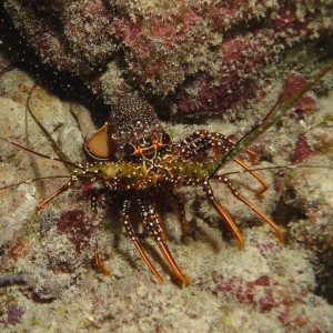 Spotted Lobster