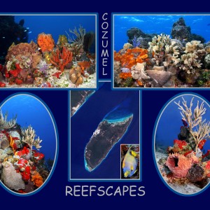 COZUMEL_REEFSCAPES_11-14_ANGEL