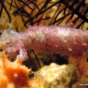 Cuttlefish_Pygme1