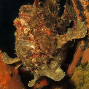 Frogfish_Brown-5