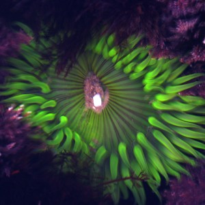 anemone32