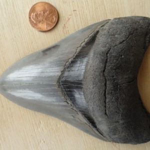 Morgan River Meg tooth