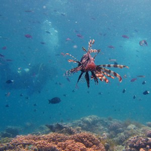 Cod Hole Great Barrier Reef