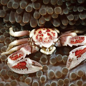 Ambon porcelain crab