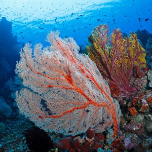 Ambon Kota pintu corals