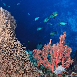 Molana reefs