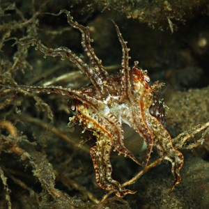 Ambon cuttlefish