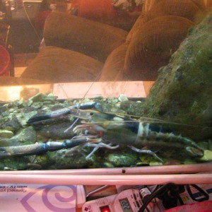 Freshwater prawn