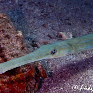 Cornet Fish