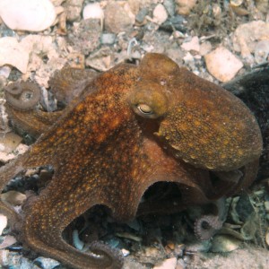 octopus near bottle at blue heron bridge