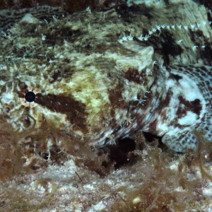 Oyster Toadfish?