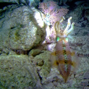 Caribbean Reef Squid in Key Largo