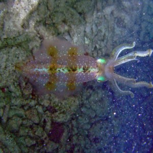 Caribbean Reef Squid in Key Largo