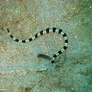 Banded Snake Eel