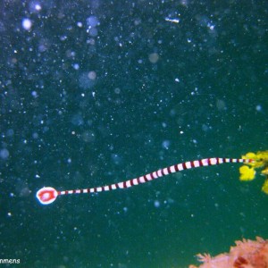 Banded Pipe fish