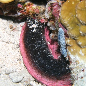 pink_and_black_sea_cucumber