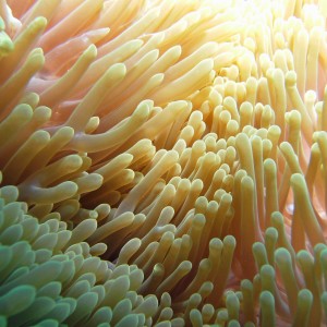 sea_anemone2