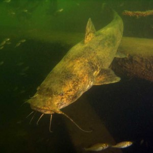Kowaliga Catfish