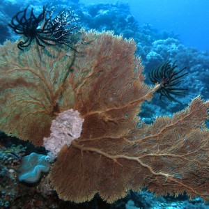Sea Fan at The Valley