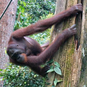 One Orangutan