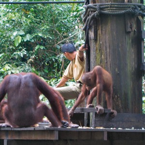 Orangutan Breakfast