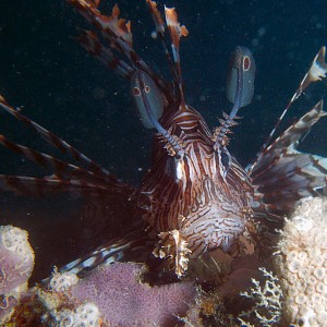 Lionfish on the Mosquito wreck