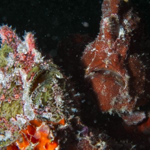 Frogfish Fight!
