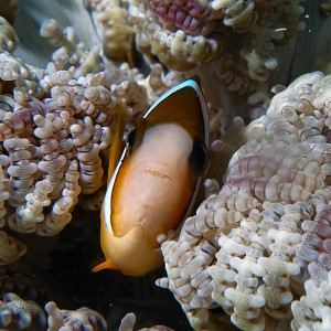 Clownfish at Kapalei