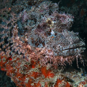Scorpionfish at froggy's lair