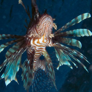 Lionfish at froggy's lair