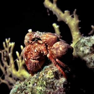 Anemone carrier crab